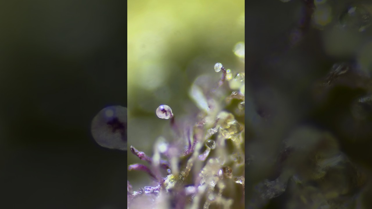 Trichomes of cannabis flower under a microscope 🍃🔬 Trichome microscopy #relaxingmusic