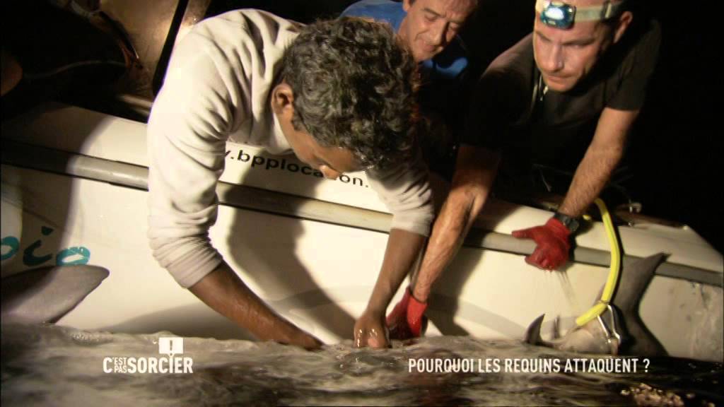 Pourquoi les requins attaquent - C'est pas sorcier