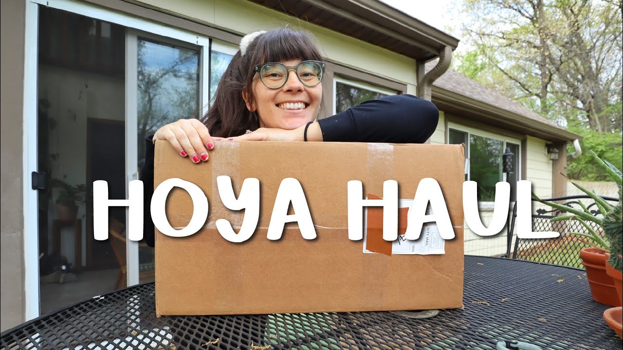 HOYA ПЕРЕВОЗКИ И ХЛОПОТЫ!