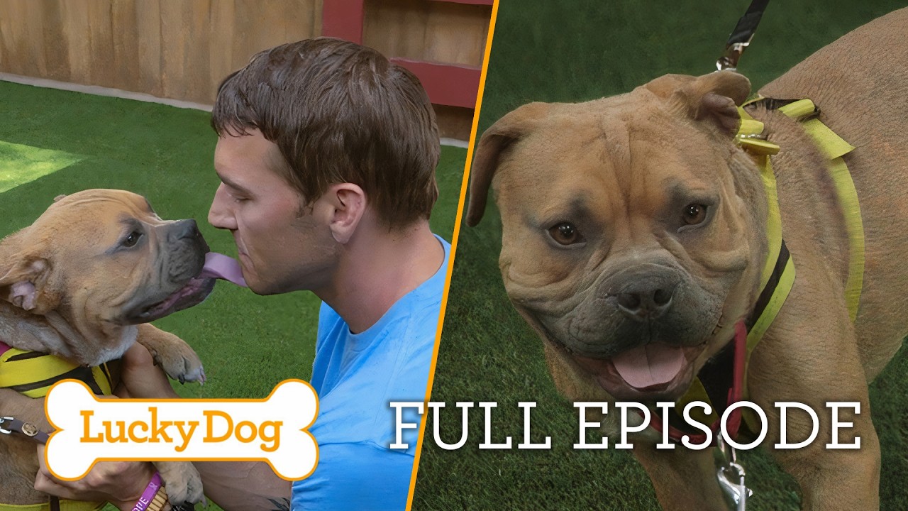 Biscuit's Second Chance: Overcoming Challenges for a Forever Home | Lucky Dog Full Episode