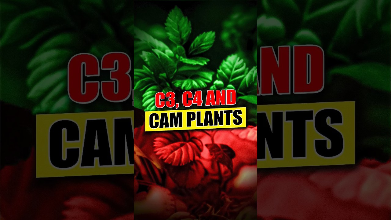 || C3, C4 and CAM Plants ||