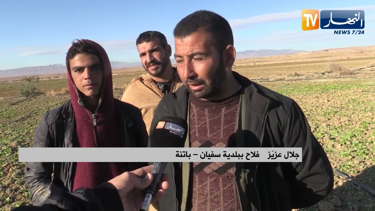 باتنة : خسائر كبيرة وسط منتجى الخس بسبب الأمراض وصعوبة التسويق