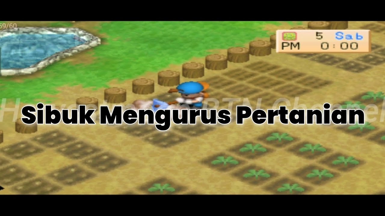 Menanam Kembali Bibit Mentimun - Harvestmoon Back To Nature.