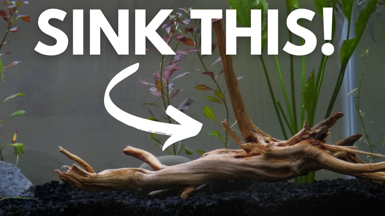 How To Sink Floating Driftwood In Aquarium FAST! (UPDATED)