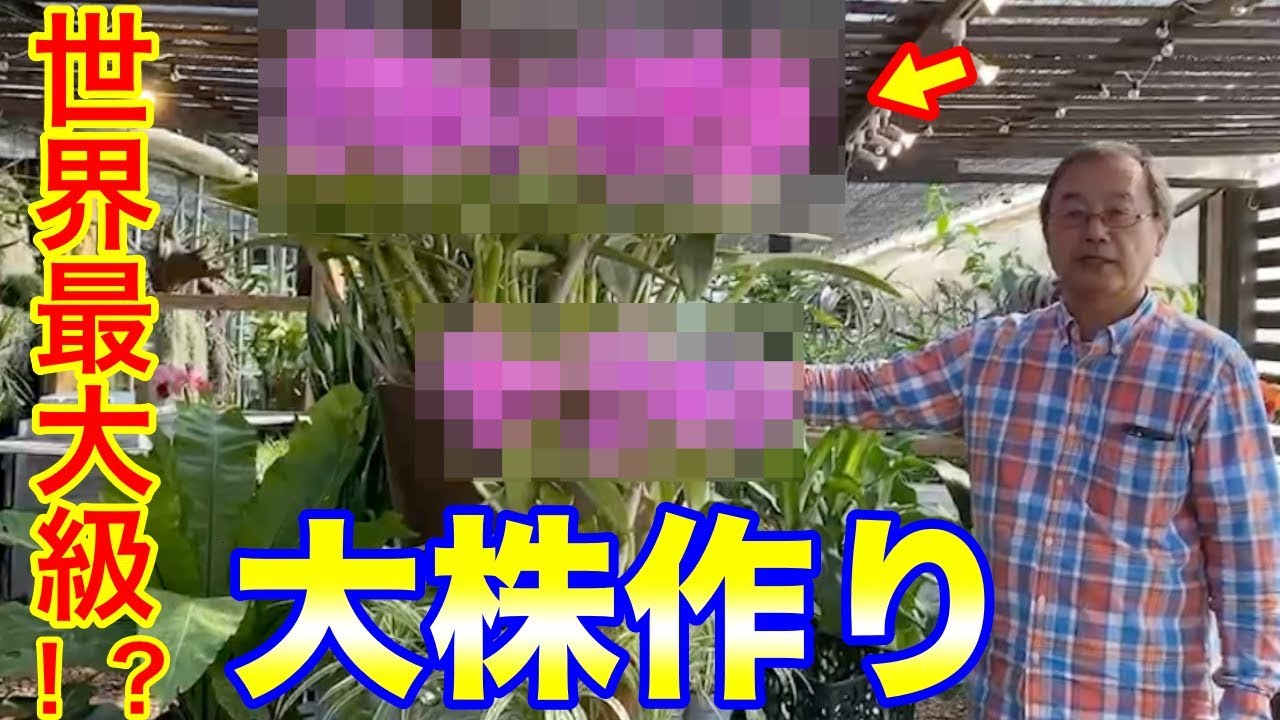 【洋蘭】カトレアの超大株作り講座！130輪の大株を公開します。How to Make the World's Largest Cattleya