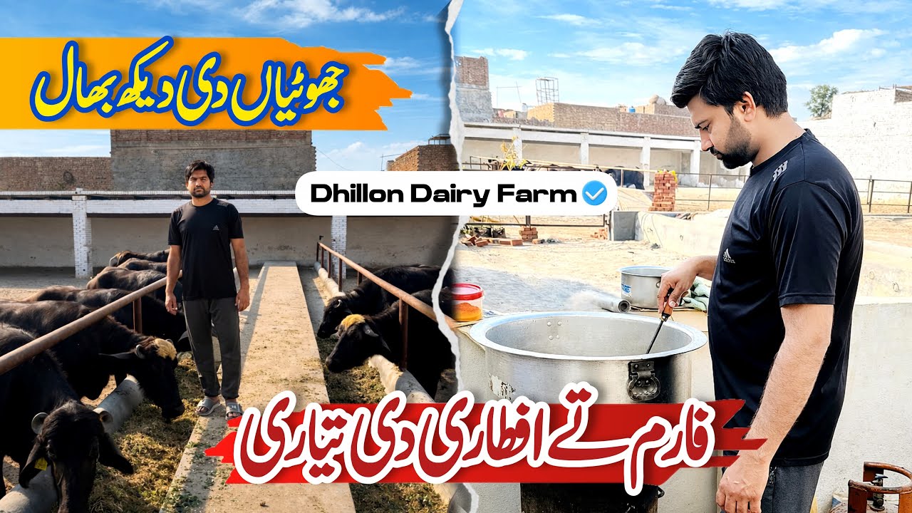 Jhottiyan Nal dil lagi Ho gyi | Dairy Farm routine Work | Sikandar da Fun 
