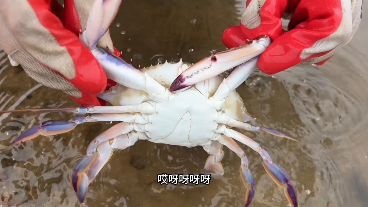 #赶海 #螃蟹 #便宜好吃的零食