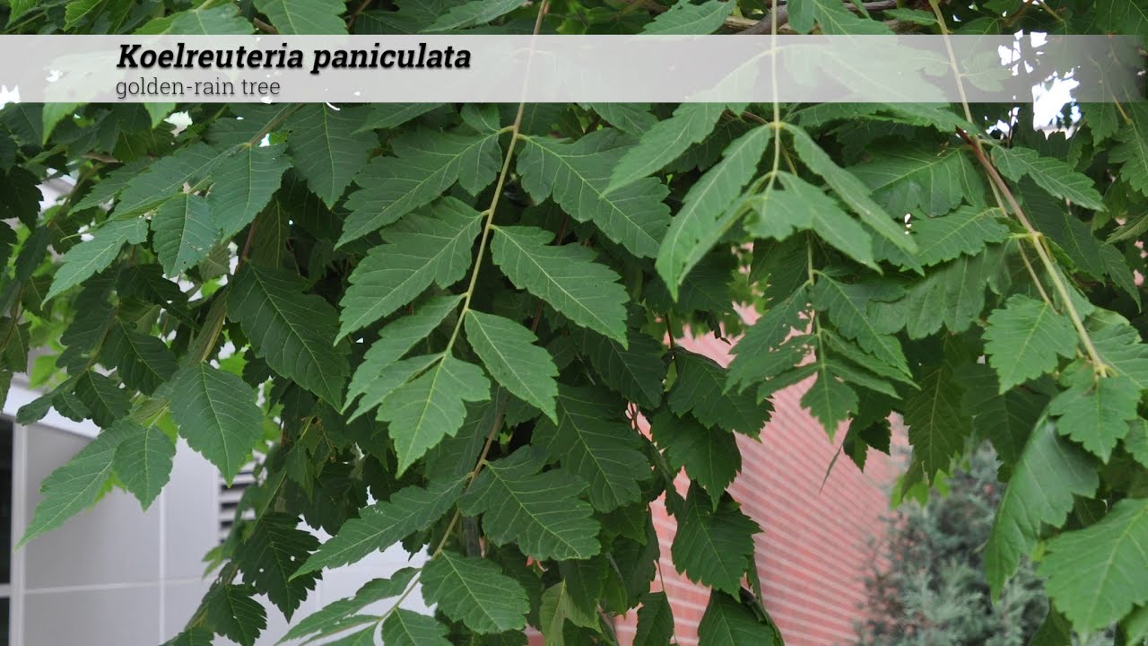 golden-rain tree (Koelreuteria paniculata)