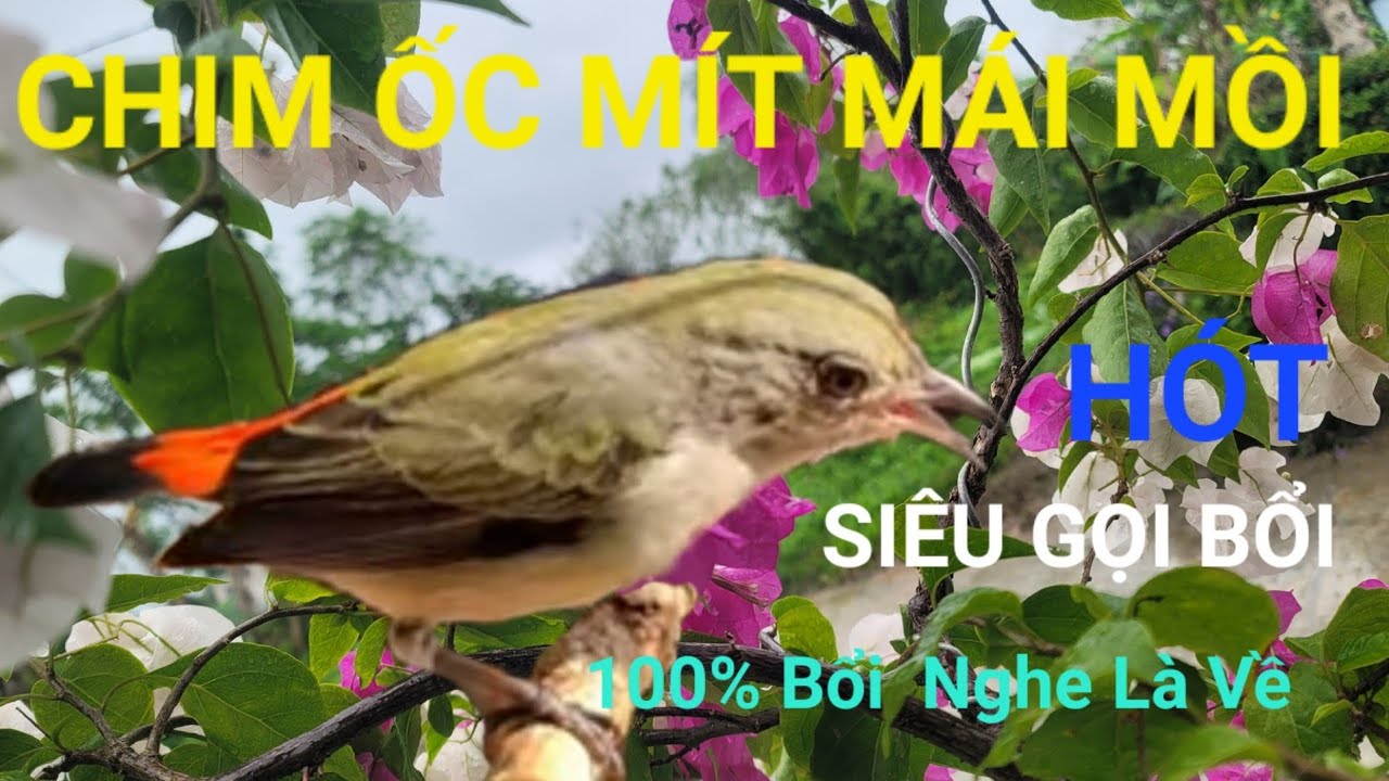 Ốc Mít Mái Mồi hót gọi bổi hay chuyên bẫy keo bẫy dính kích lửa chim bổi/ Thú vui nuôi chim Ốc Mít