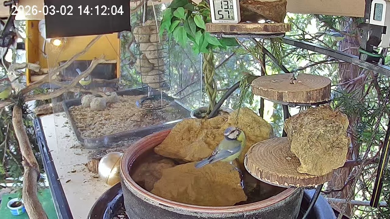 Ruhiger Mittag am Vogel-Spa (02.03.2026)