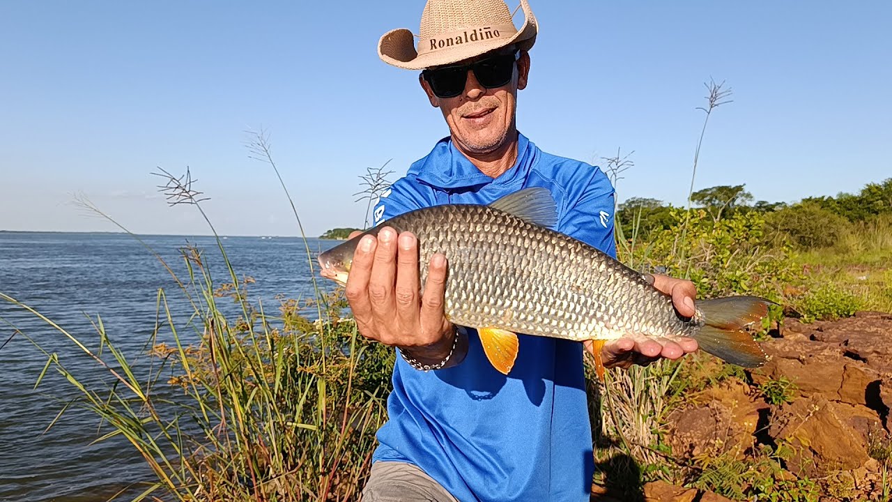 Muchas Bogas en Parana Rembé
