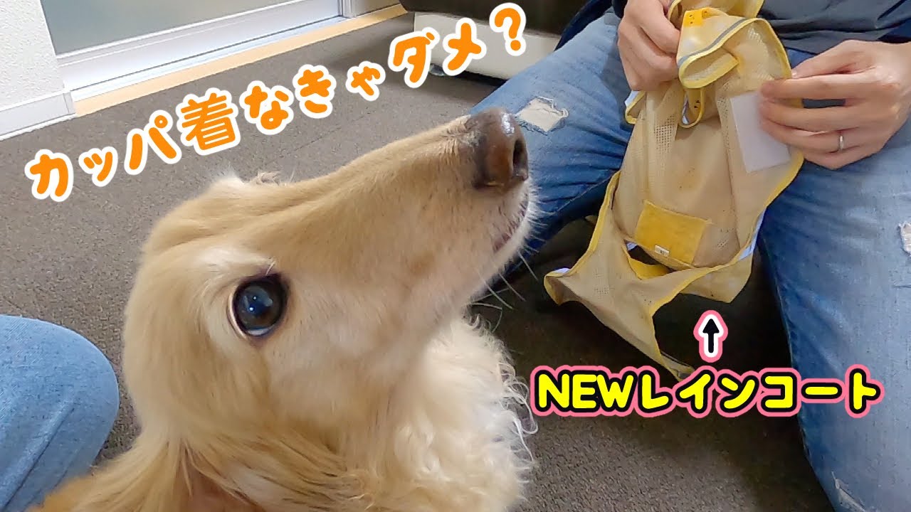 NEWカッパを着用して大胆に水溜まりに入っちゃうミニチュアダックスフンド
