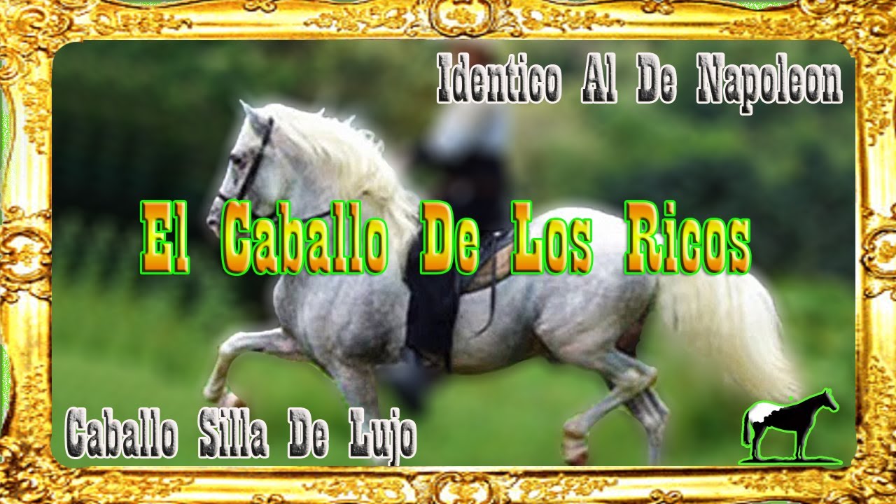 El Mejor Caballo De Baile (Costarricense de Paso)