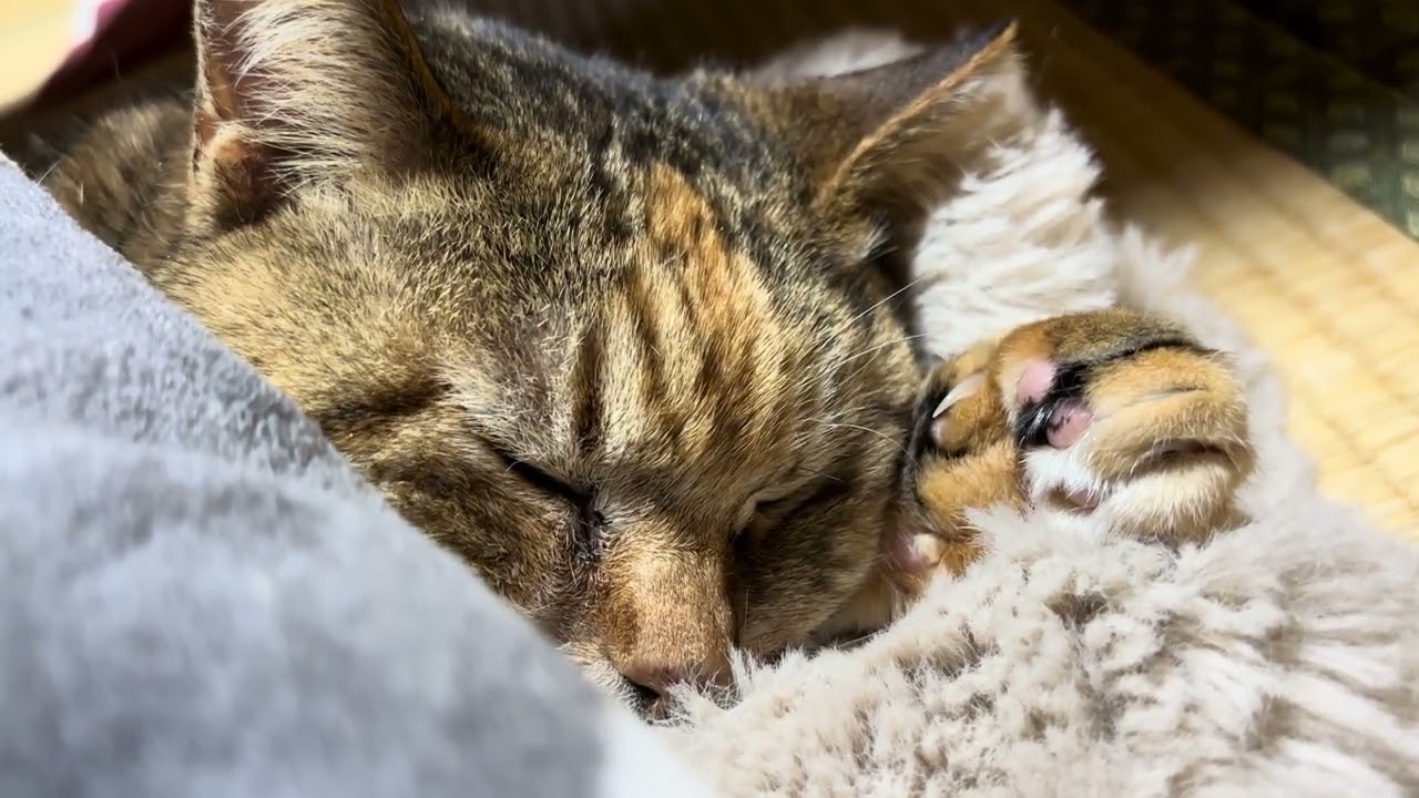 でかいいびきの猫