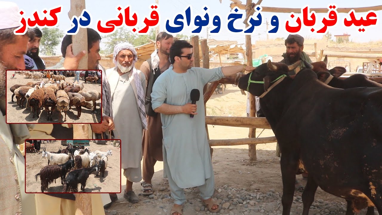 آمد آمد عید قربان و ویژه برنامه ما از مال بازار شهر کندز | نرخ ونوای گاو، گوسفند و بز برای قربانی