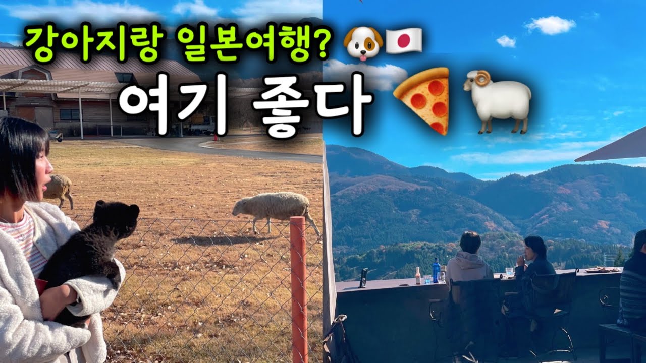 강아지랑 일본 여행 🇯🇵 규슈 애견동반 힐링 여행지 추천 (뷰맛집 피맥 + 목장)
