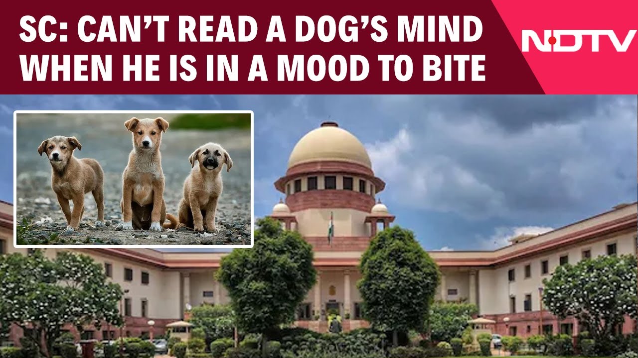 SC On Stray Dogs | 