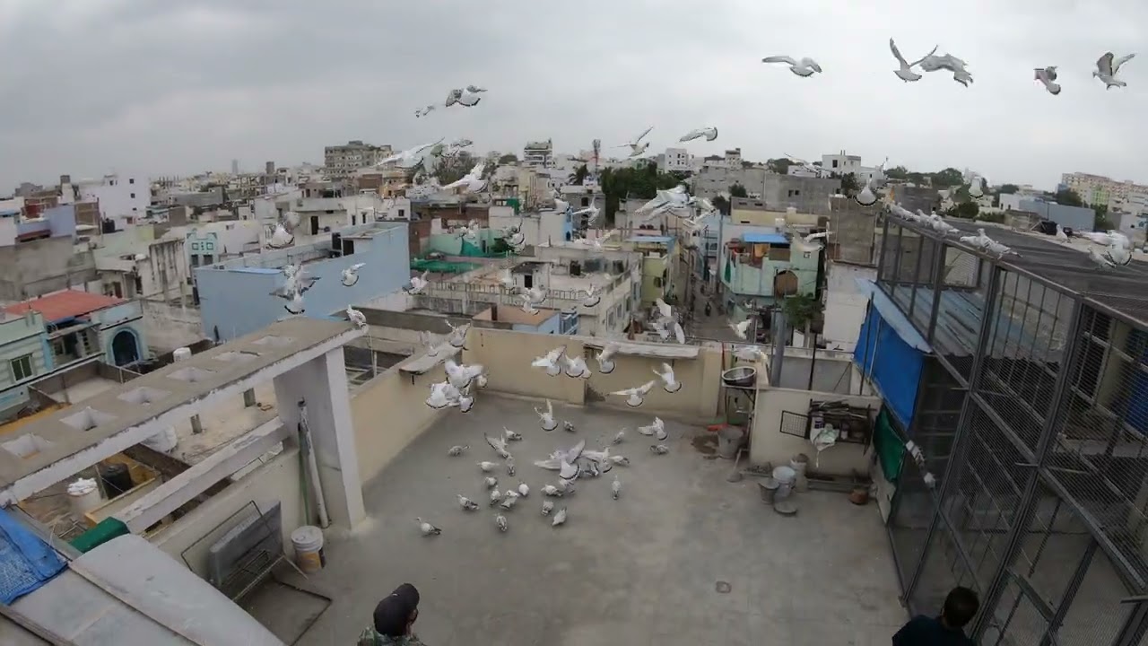 hyderabadi stainette aur hyderabadi junglay 2025