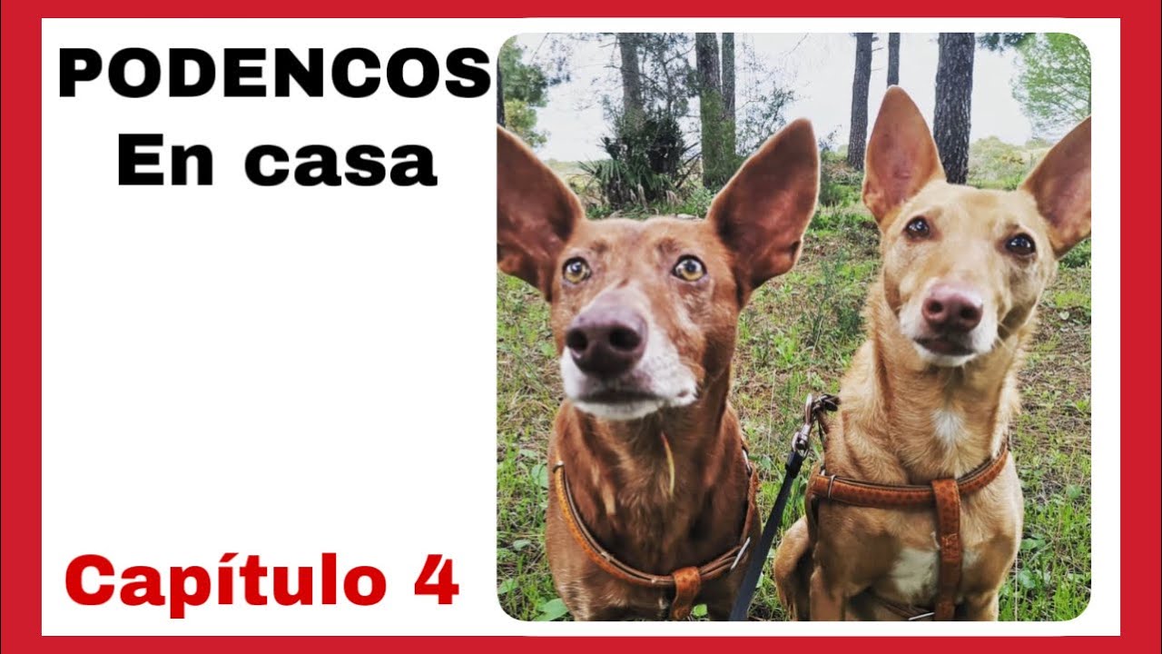 Hablemos de Podencos (#4) Perro sin correa