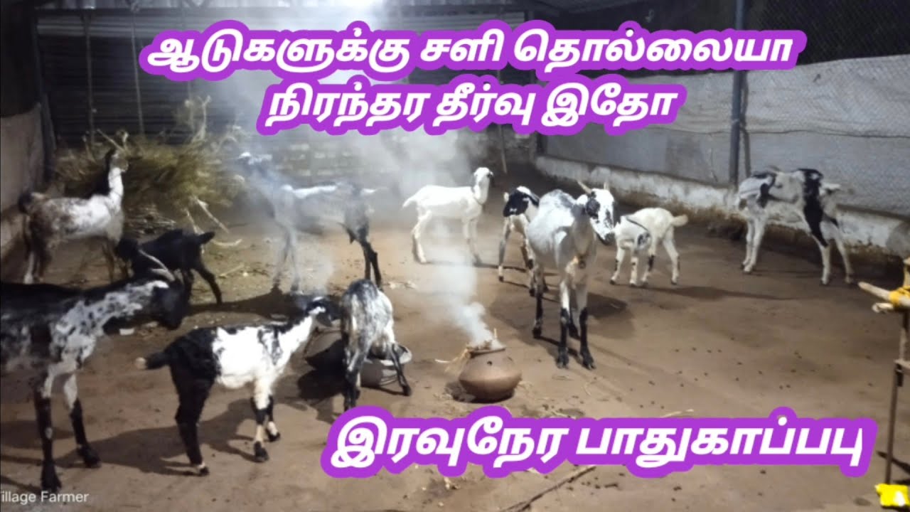 ஆடுகளுக்கு சளி நீங்க இயற்கை முறையில் தீர்வு இரவுநேர பாதுகாப்பு