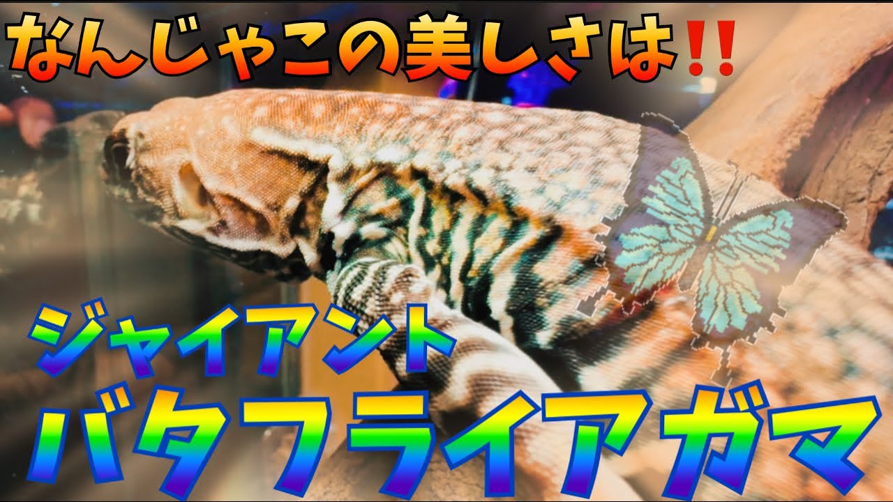 美しすぎるアガマ〜ジャイアントバタフライアガマ〜