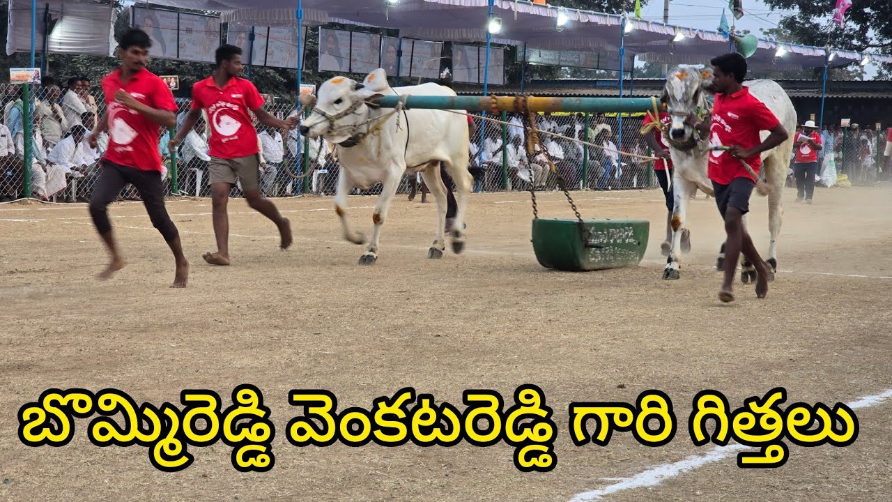రెంటచింతల పాల పళ్ళ 20.జత.బొమ్మిరెడ్డి వెంకట్ రెడ్డి గారు కుందూరువారిపాలెం గ్రామం