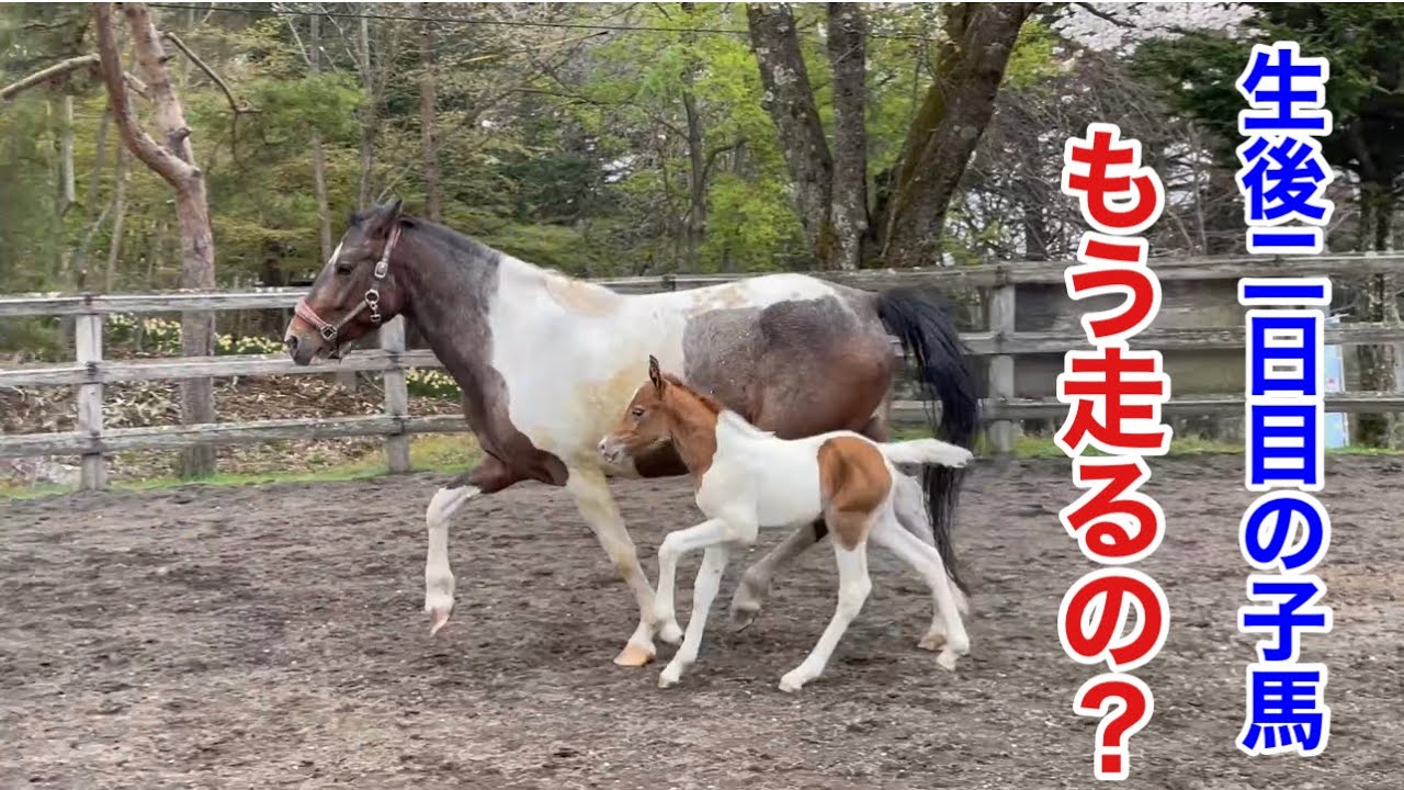 産まれて2日目の子馬が凄い‼️