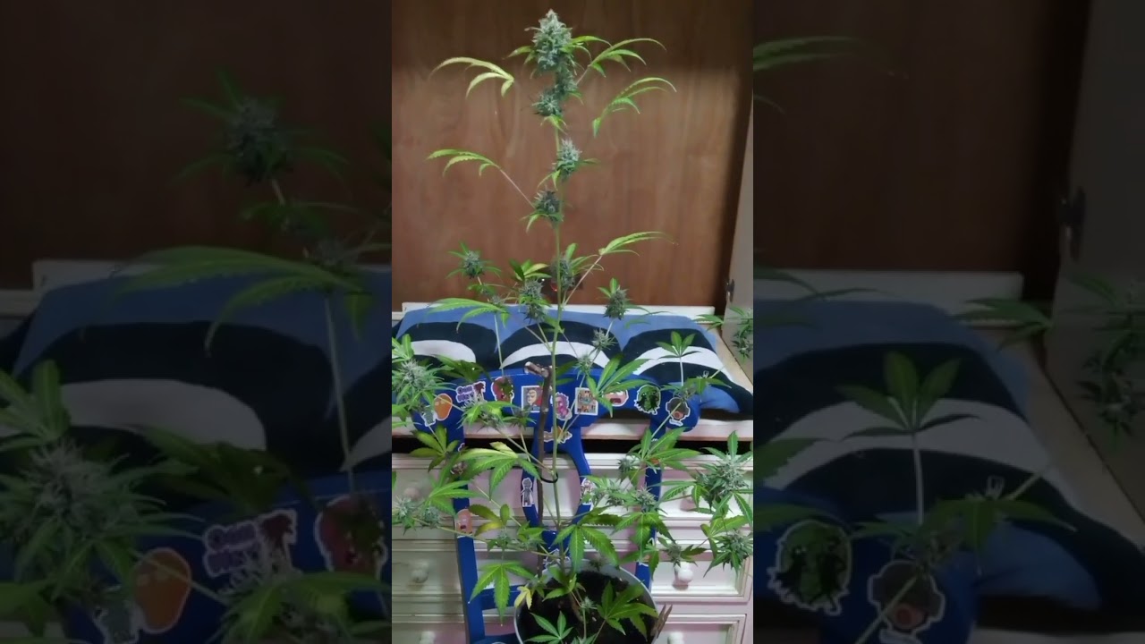 update purple queen buy Royal Queen seeds
