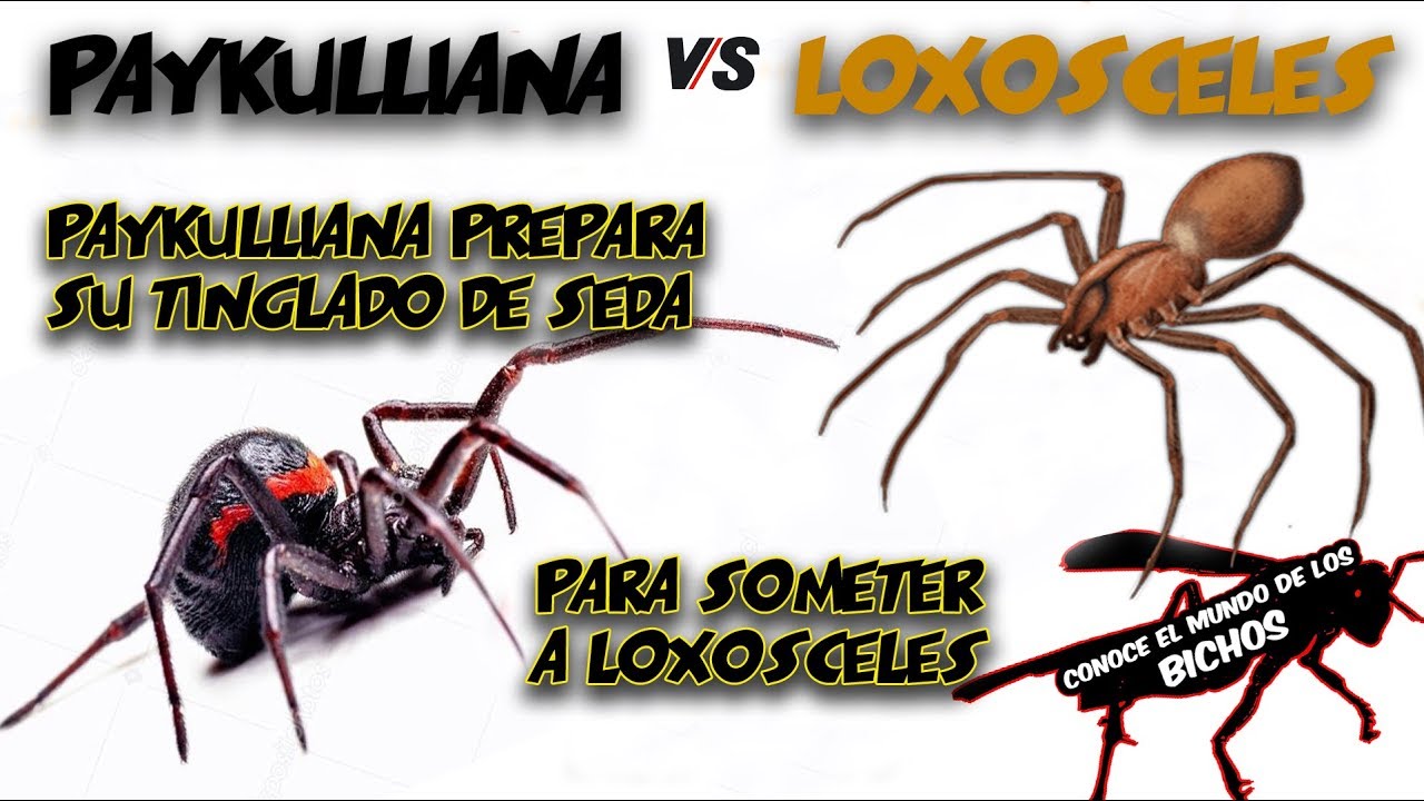 PAYKULLIANA VS LOXOSCELES - PREPARANDO EL TINGLADO DE SEDA