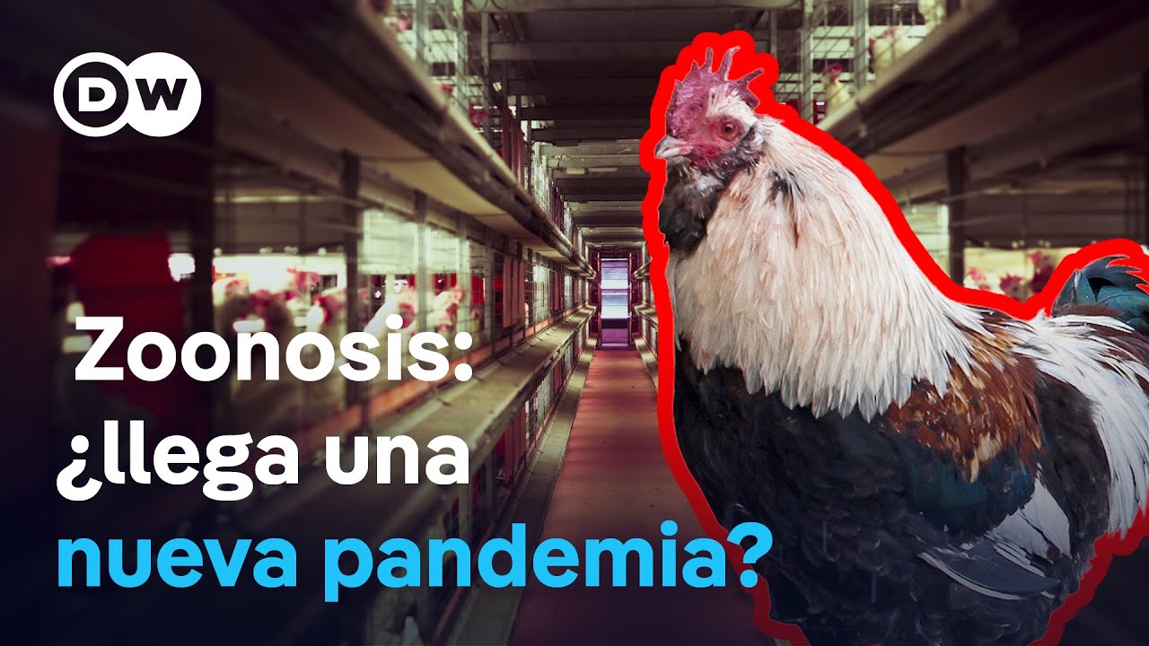 Por qué es importante que los animales estén sanos