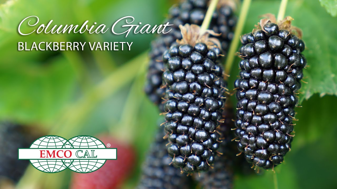 EMCO CAL - Columbia Giant Blackberry Variety - English Subtitle