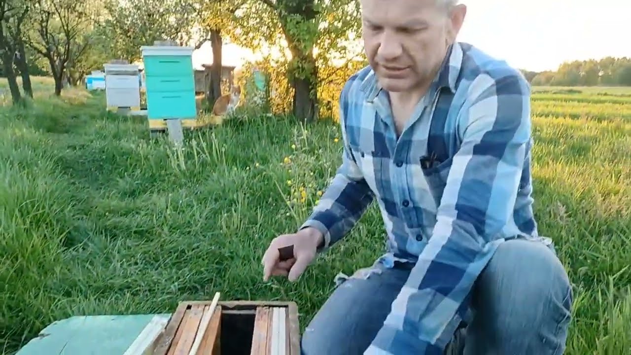 SKĄD WZIĄĆ  PSZCZOŁY? - Co włożyć do ROJOŁAPKI - budka/rojołapka/pułapka dla pszczół (11.05.2023)