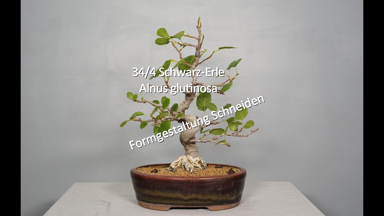 34/4 Schwarz-Erle - Alnus glutinosa