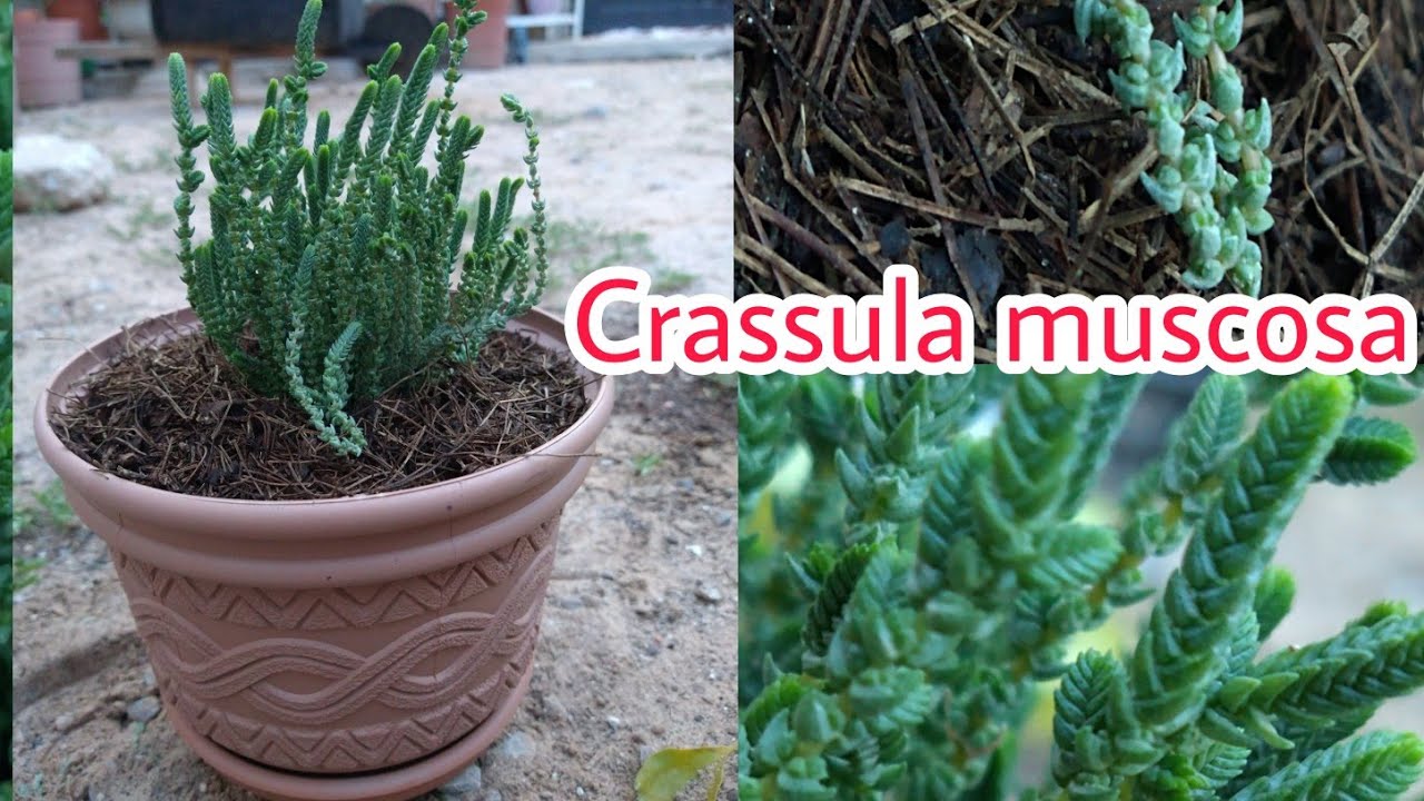 Crassula muscosa // Cuidados de Cordón de San José // Transplante y Morfología