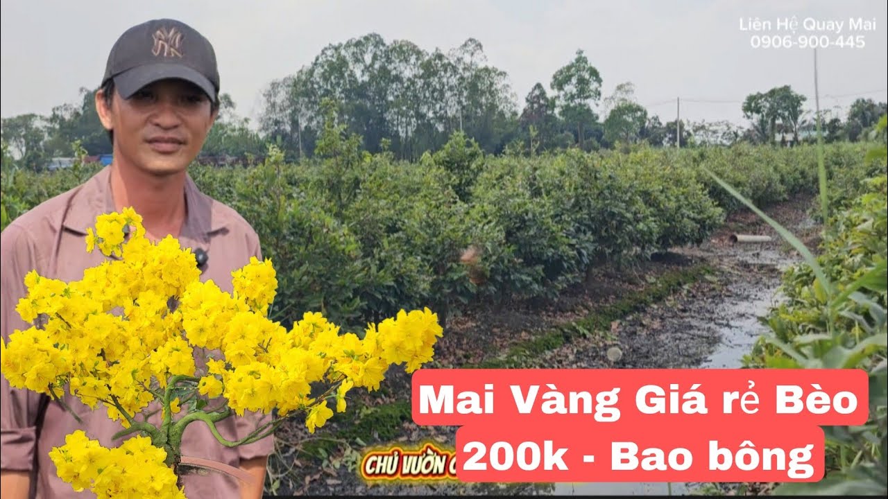 Mai Vàng giá rẻ tết 2026 - Vườn mai Bình Lợi giá 200k bao bông nút nụ đầy đủ 