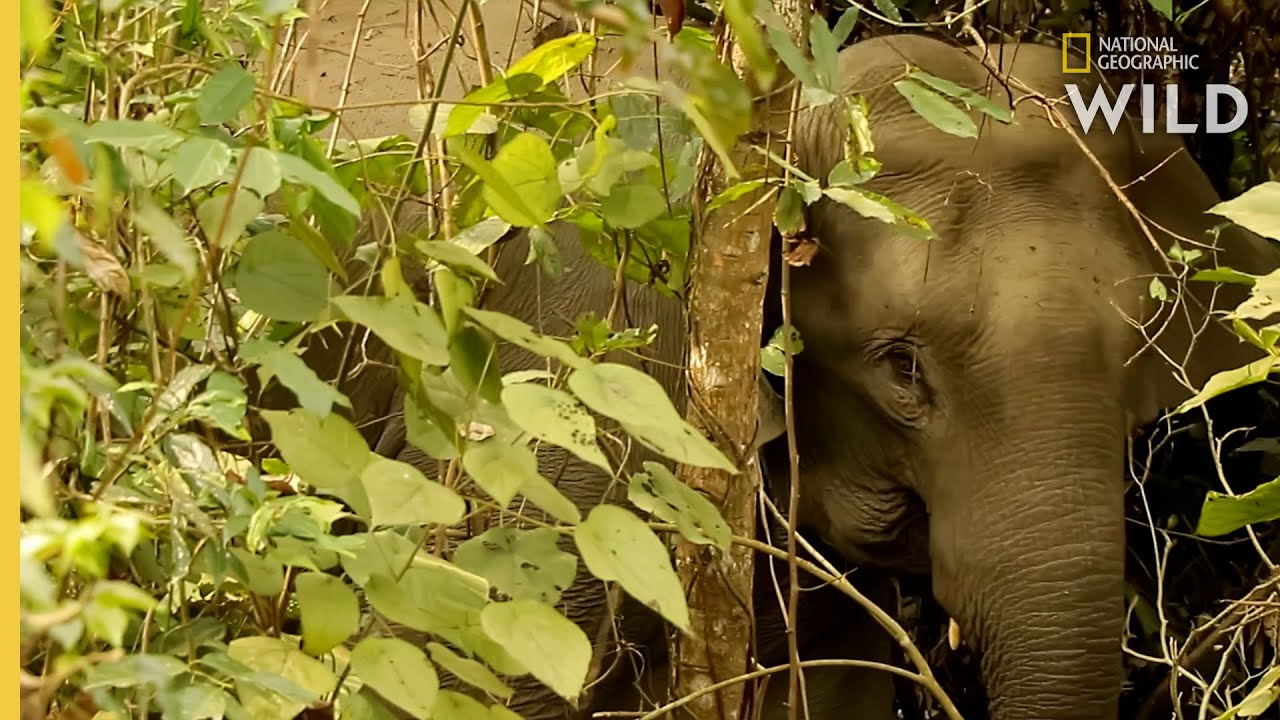 How Asian Elephants Communicate | Nat Geo WILD