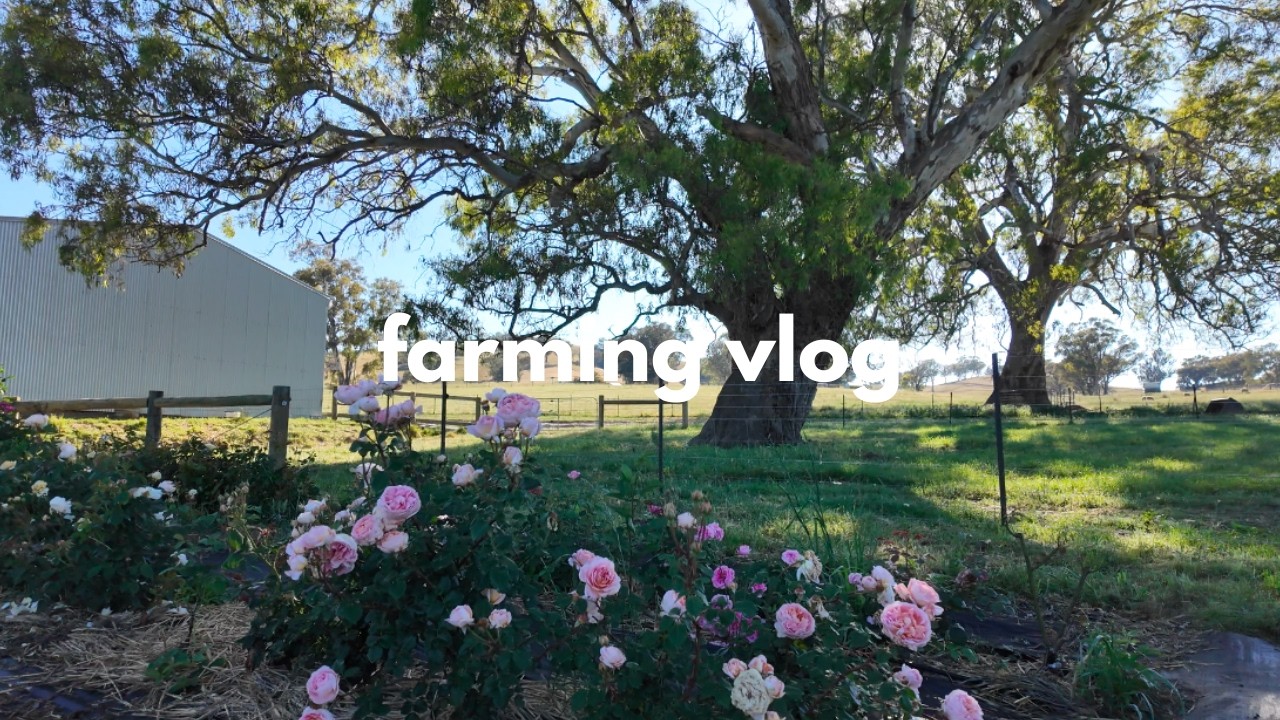 First Vlog! planting dahlias, hay season + chatty catch up on what I am planning for this season!