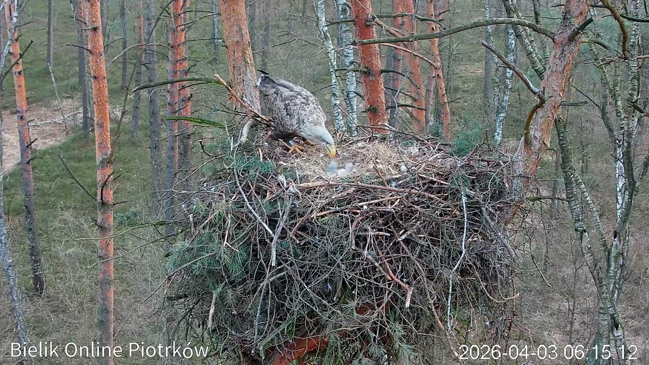 Śledztwo w sprawie Petry PJ12 zakończone / Petra PJ12 investigation concluded