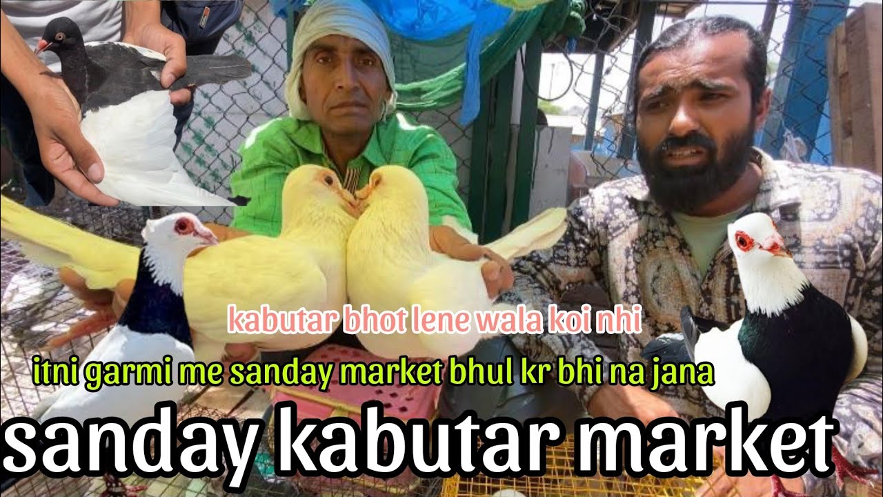 Jama masjid kabutar market   Koi mt jao bhot garmi h.  Kabutar bhot h kharidne wale nhi h delhi walo