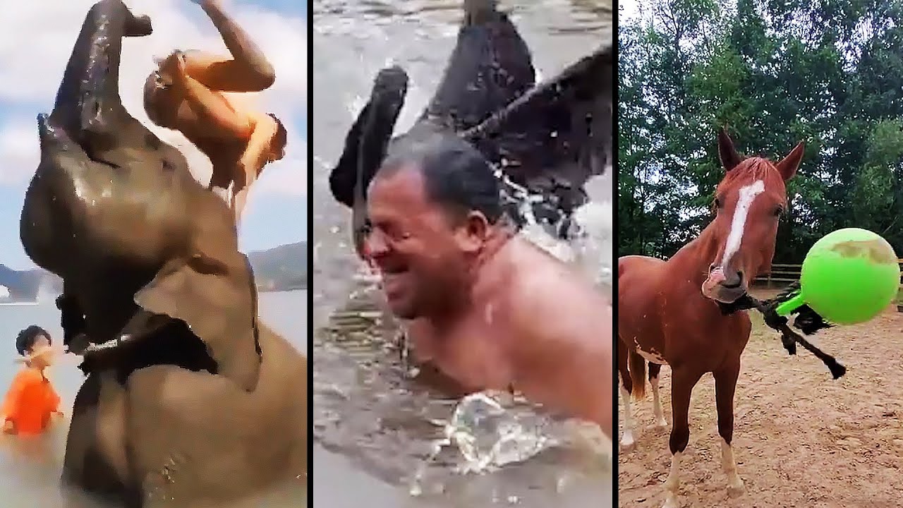 Ozzy Man Reviews: When Animals Fight Back #8