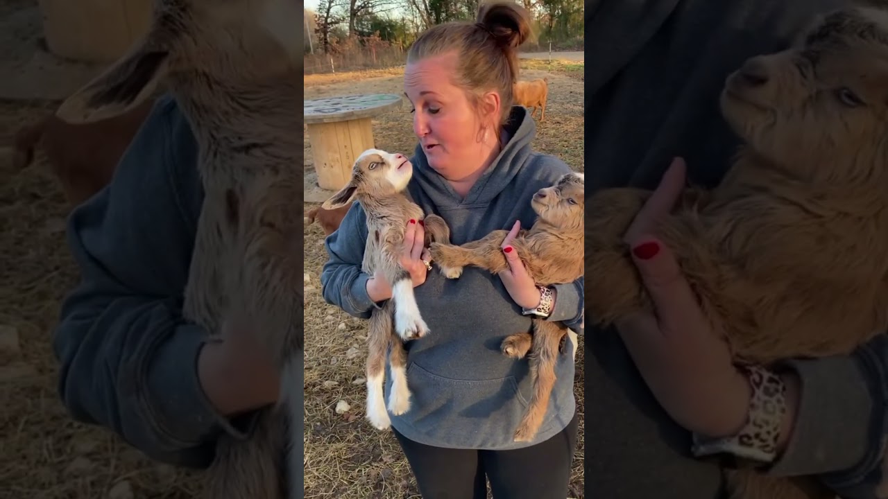 Cute and funny little goat #goat #whitegoat #goatfarming #farmlife #beautifullgoats