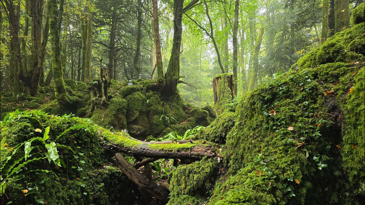 Relaxing Rainy Walk In Magical Forest of Puzzlewood | ASMR | 4K