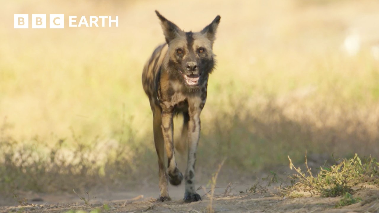 Meet Flint: The Three-Legged Wild Dog | Kingdom | BBC Earth