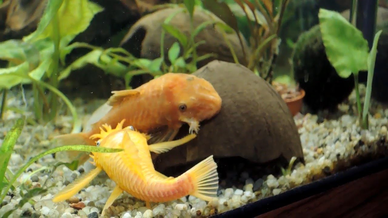 Bristlenose Pleco Passionate Mating Behavior