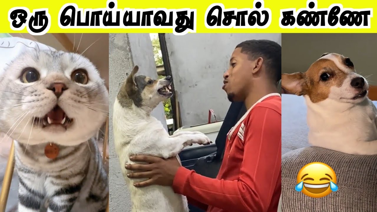 உண்மையான காதல் சார் 🤣| என்னடா நடக்குது இங்க | Hoomans