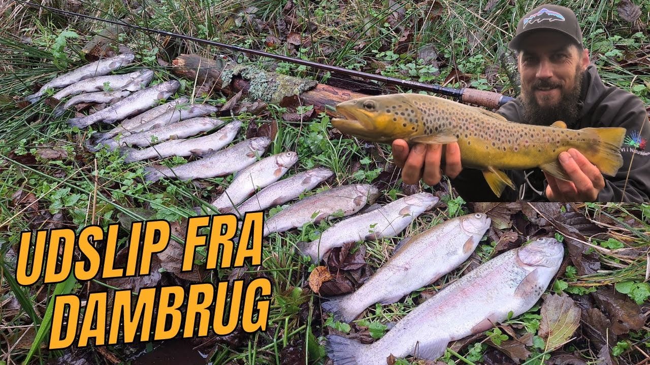 VANVITTIG TUR TIL ÅEN - DER VAR FISK OVERALT!!! // NATURNØRD 634