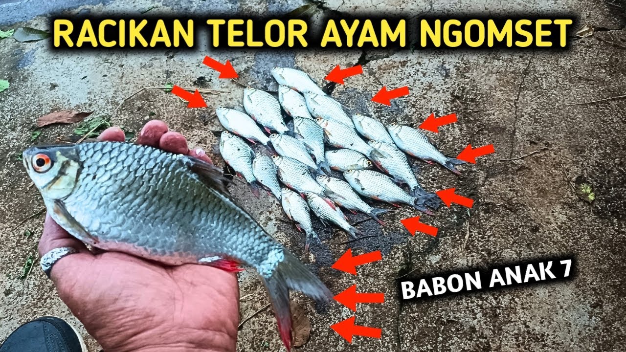 RACIKAN TELOR AYAM NGOMSET NOL NIL BABON TAWES MERAH‼️mancing ikan bader nol nil
