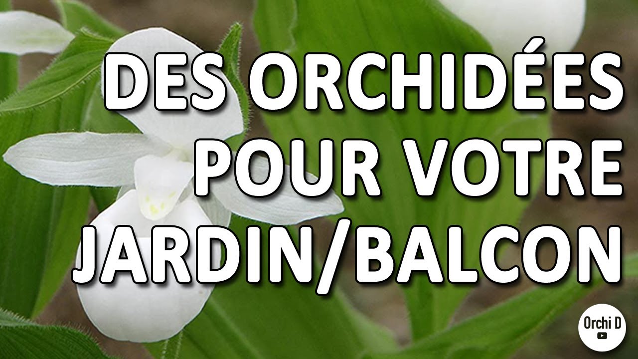 Des orchidées pour votre jardin ou votre balcon