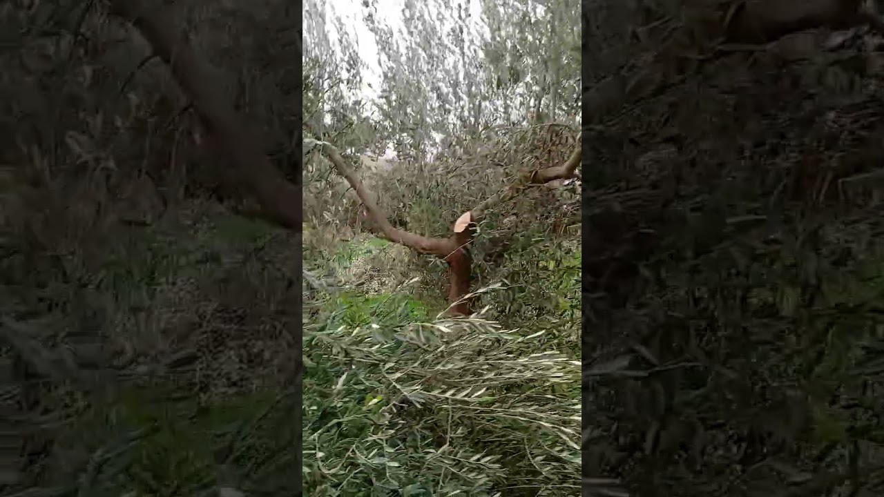 Reaccion del olivo ante malas podas.
