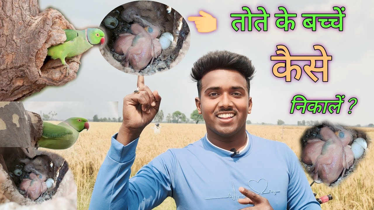 😃🦜तोते के बच्चे कैसे निकाले ?🤔|| tote ke bachche kaise nikale ? || how to catch a baby parrot pets